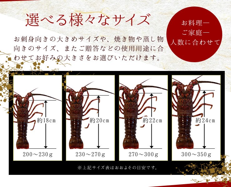 伊勢海老 詰合せ 贈答 パッケージ 1尾 か2尾で400g 送料無料