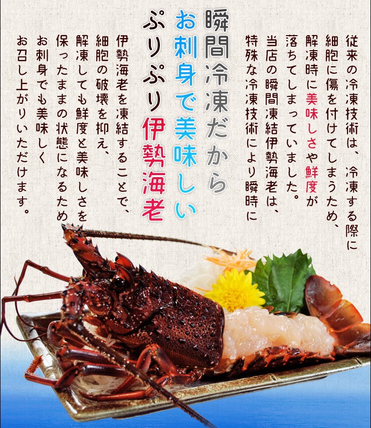 伊勢海老 三重県 伊勢志摩産 ２ ４尾で約５００ｇ 一番人気物 送料無料 刺身用 瞬間冷凍 あすつく対応 伊勢エビ ギフト 訳あり イセエビ お歳暮