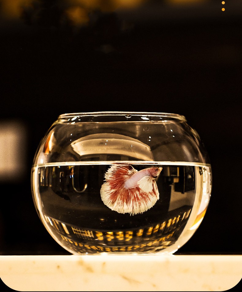 水槽 金魚鉢 ガラス製 丸型 メダカ鉢 透明 ガラスクリア 丸 鉢 円形 
