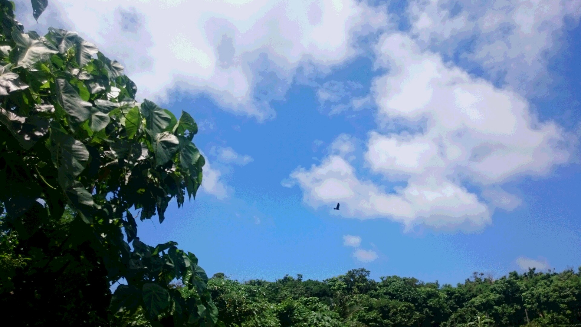 石垣島はちみつ