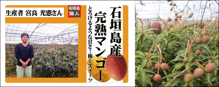 今年の石垣島マンゴー