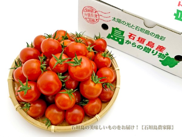 美らうまミニトマト １kg（50〜90個）石垣島産 　送料無料