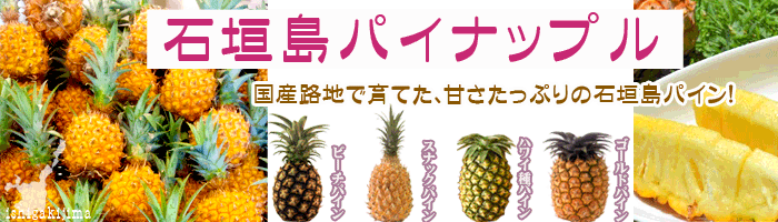 今年の石垣島パイナップル
