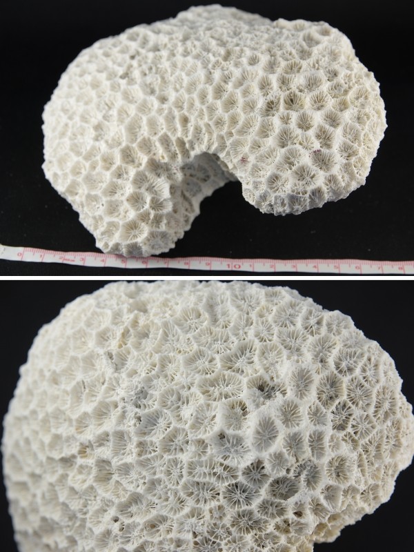 菊目珊瑚