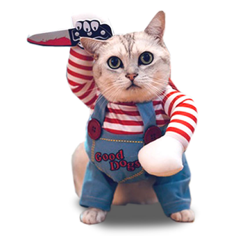 チャッキーな猫」