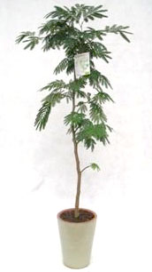 開店祝い2万円 観葉植物 エバーフレッシュ7号陶器鉢（受皿付