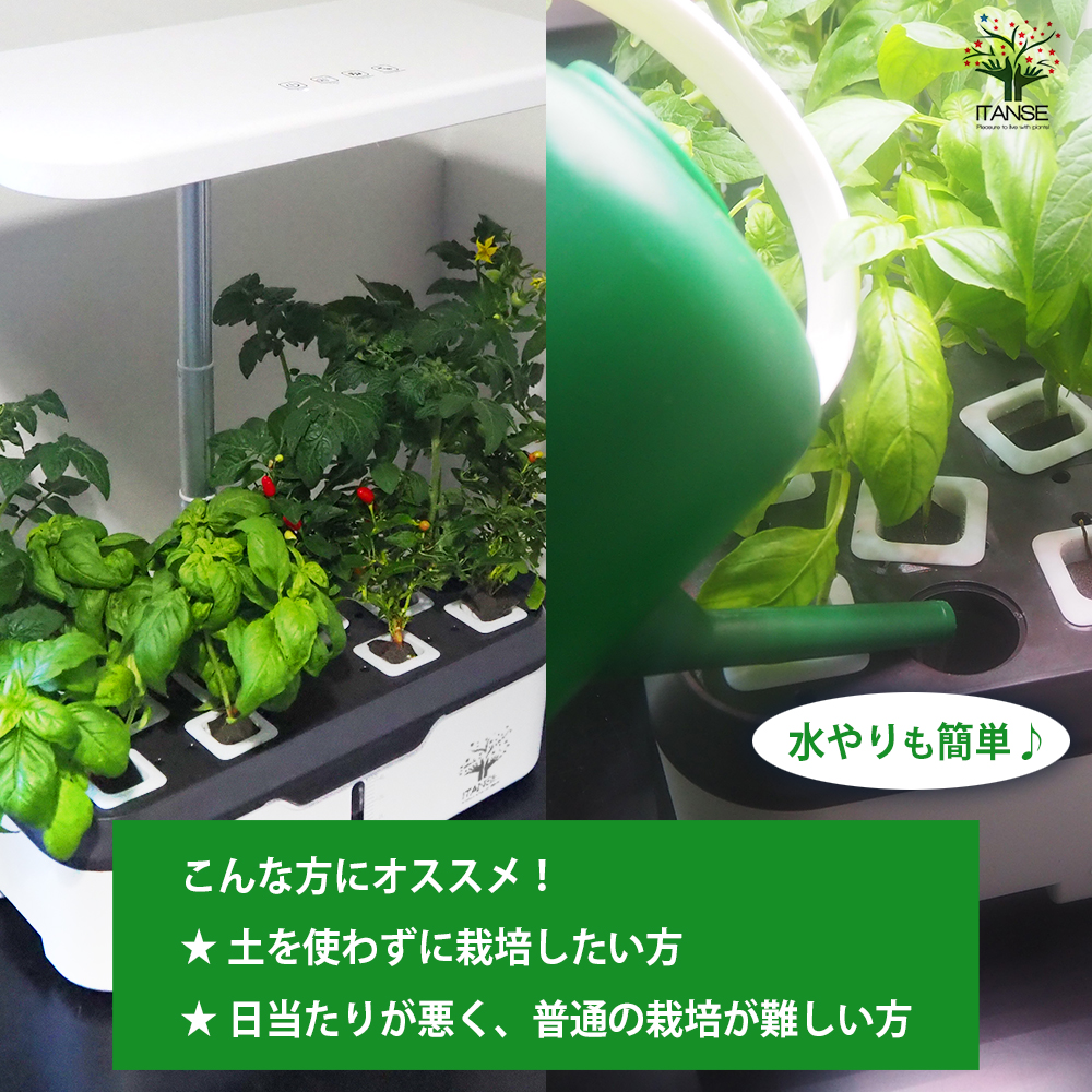水耕栽培スマートプランターライト付 種子Aセット /1個売り 育成ライト