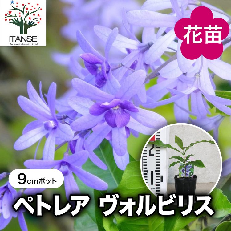 ITANSE ペトレア ・ヴォルビリス 花苗 9cmポット苗 1個売り 花の苗