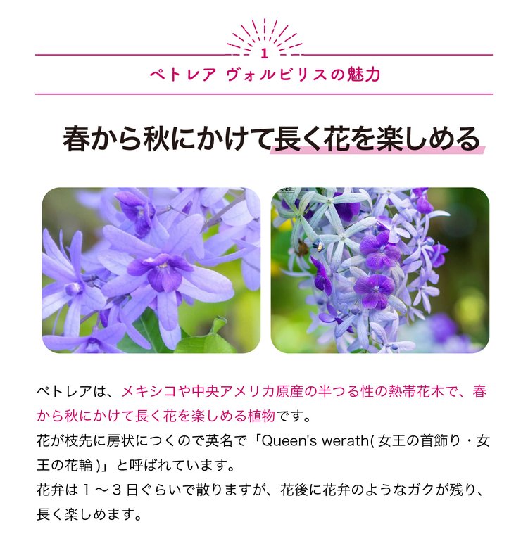ITANSE ペトレア ・ヴォルビリス 花苗 9cmポット苗 1個売り 花の苗