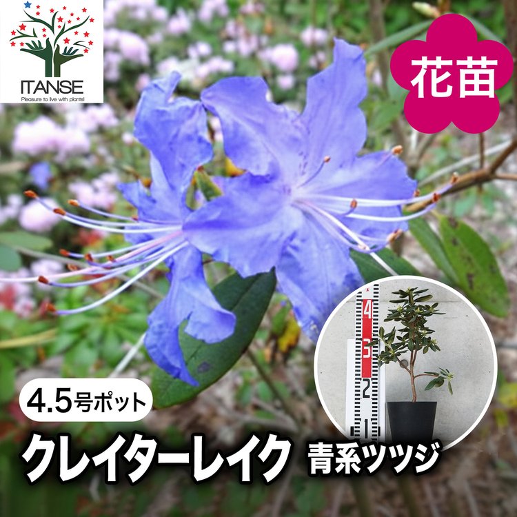 ITANSE 青系ツツジ・クレーターレイク 庭木 4.5〜5号鉢 1個売り 植木