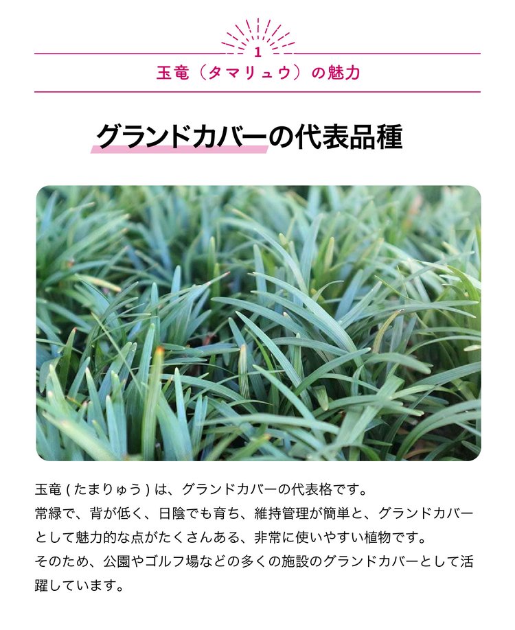 ITANSE 玉竜(タマリュウ) 花苗 2.5号ポット お買い得4個セット 花の苗