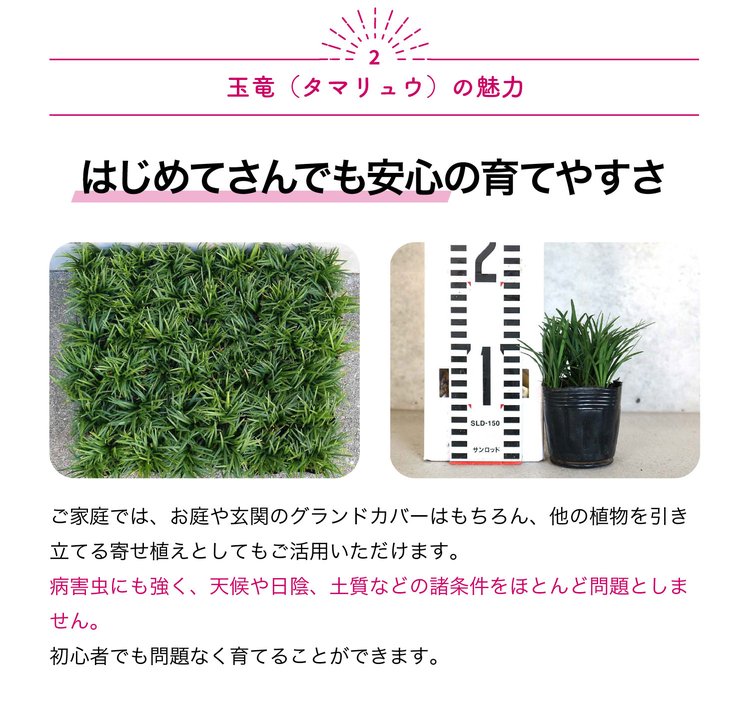 ITANSE 玉竜(タマリュウ) 花苗 2.5号ポット お買い得4個セット 花の苗