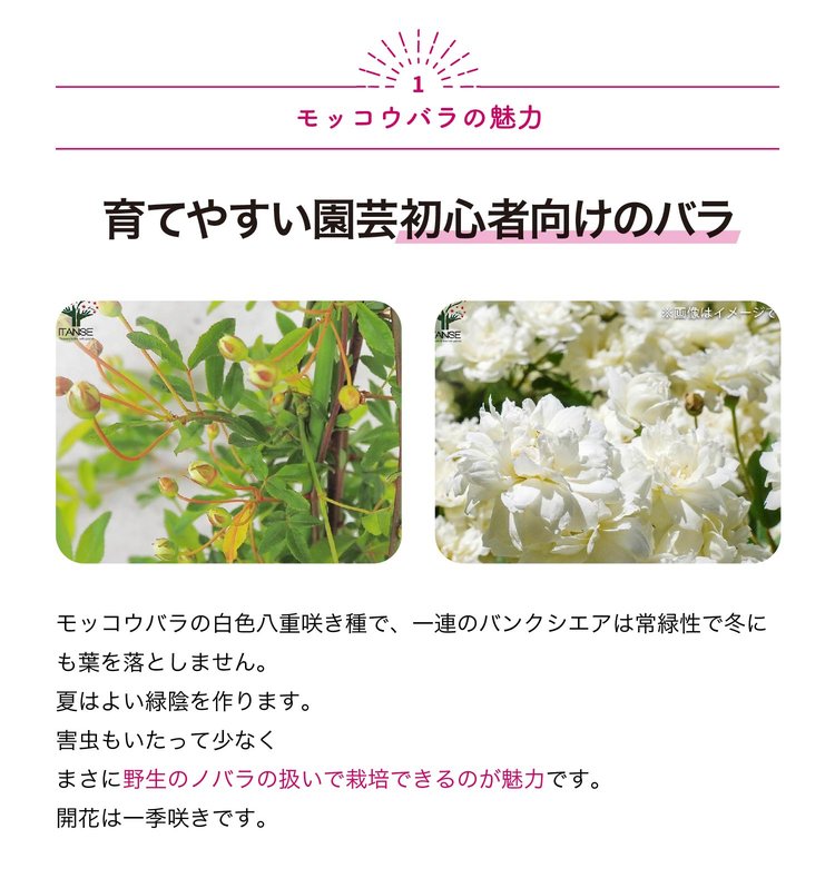 ITANSE モッコウバラ 八重咲き 白花の苗...の詳細画像1