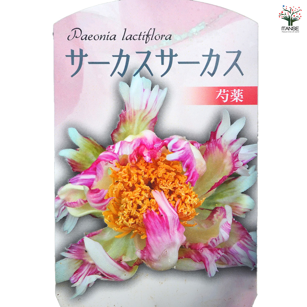 山芍薬 赤花 鉢ごと発送 山芍薬 赤花 鉢ごと発送 山芍薬 赤花 鉢ごと