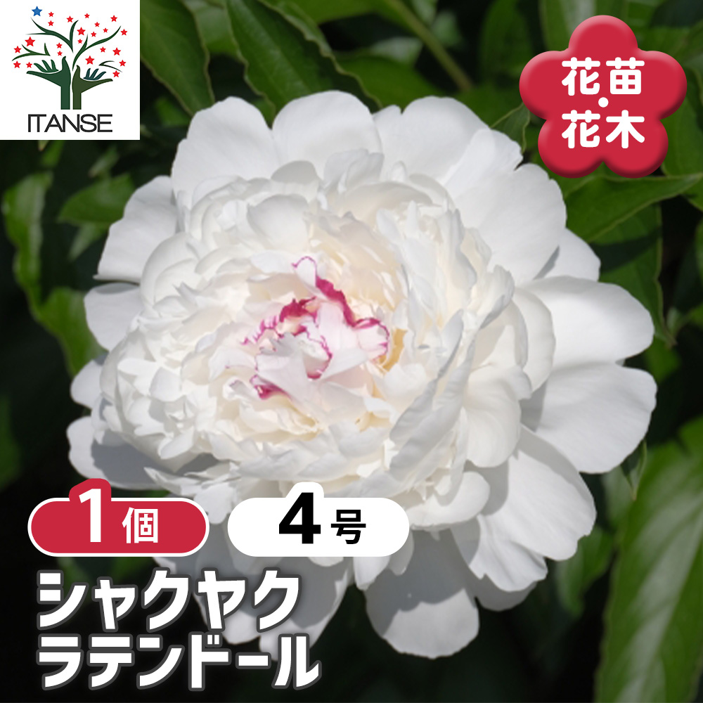 シャクヤク ラテンドール 花木苗 4号/1個売り 芍薬 シンボルツリー