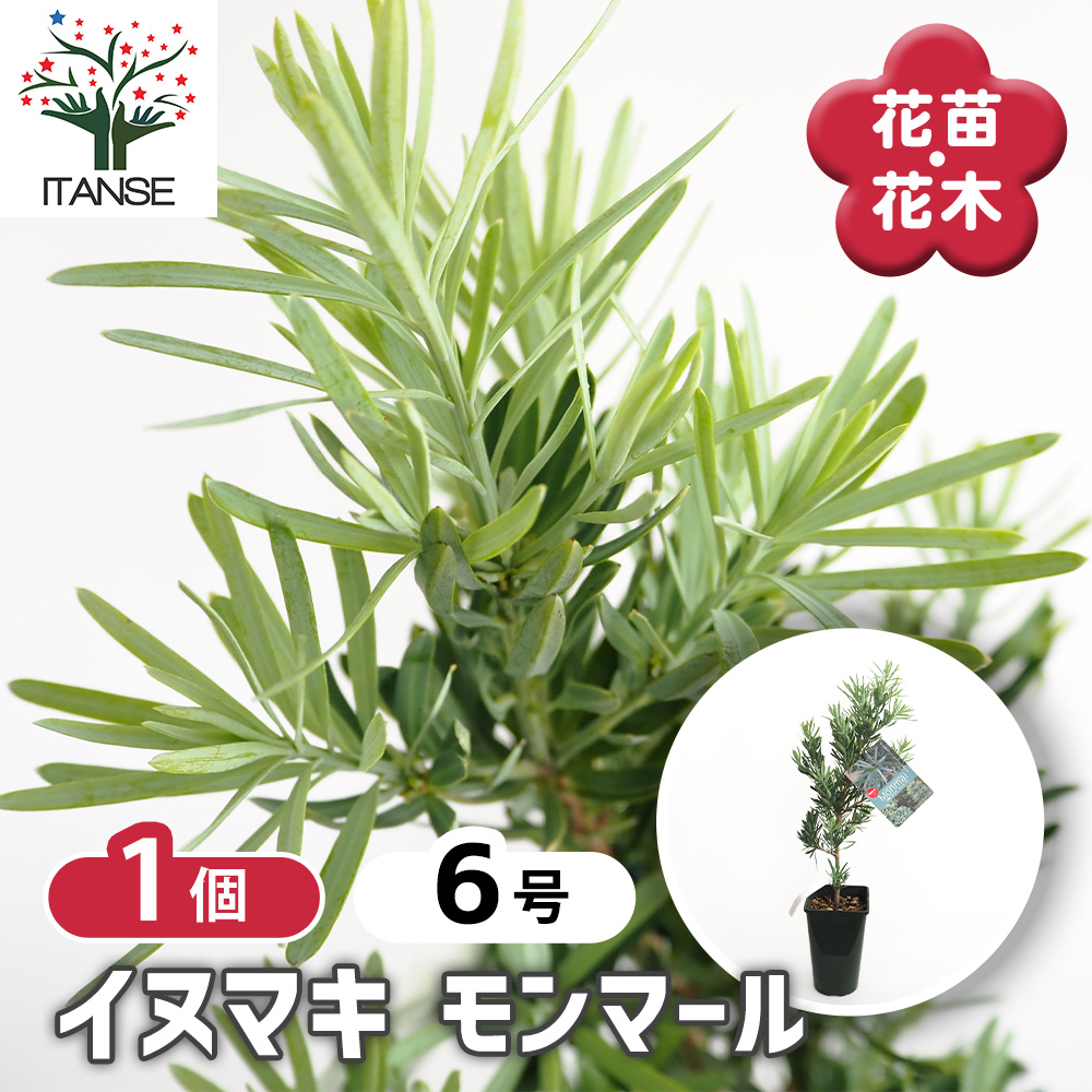 イヌマキ モンマール 花木苗 6号/1個売り 青銀色 ピラミッド型 生垣