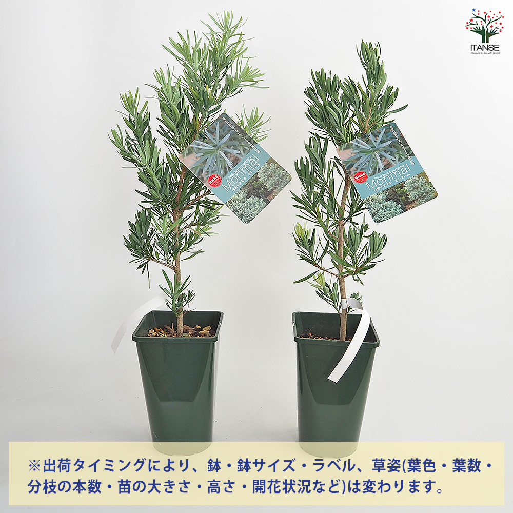 イヌマキ モンマール 花木苗 6号/1個売り 青銀色 ピラミッド型 生垣