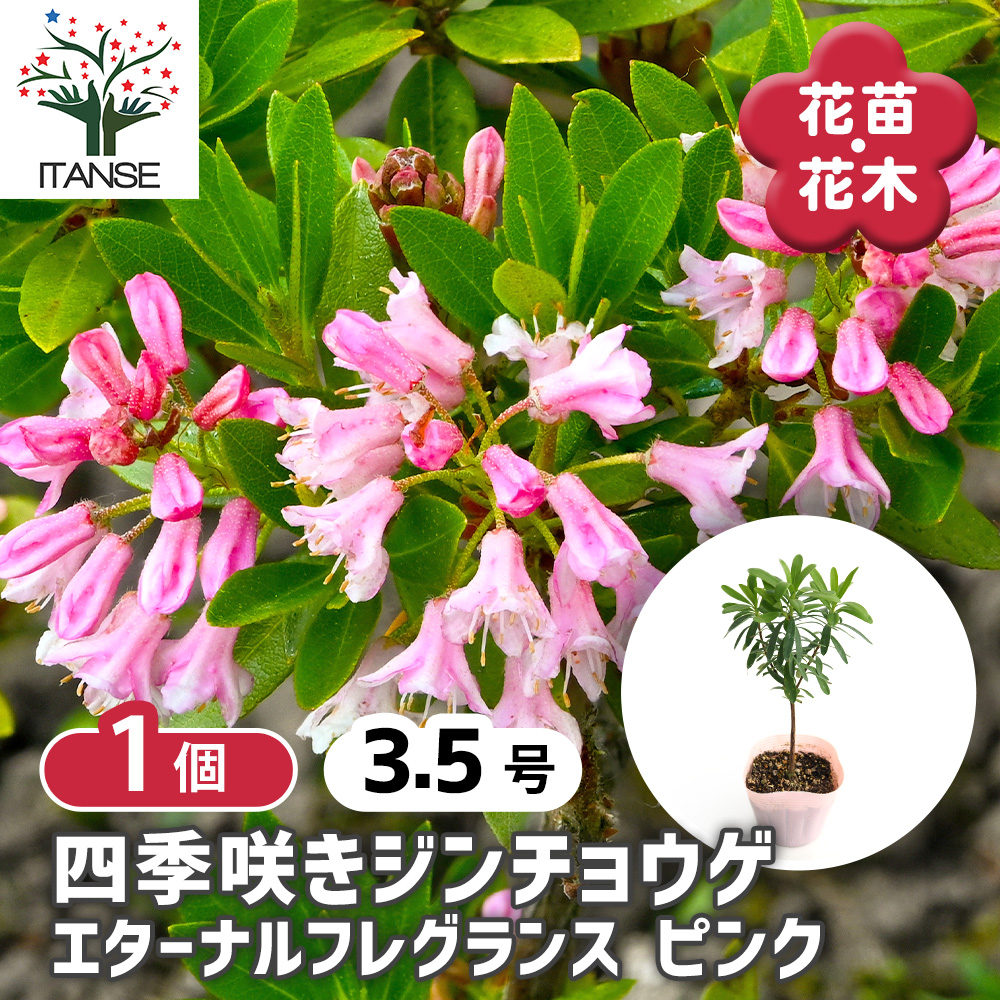 四季咲きジンチョウゲ エターナルピンク 花木苗 3.5号/1個売り 沈丁花