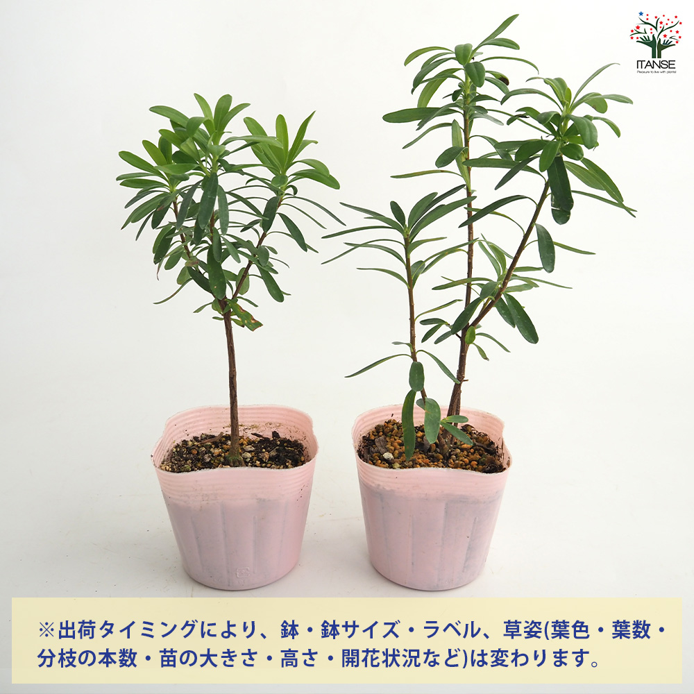 四季咲きジンチョウゲ エターナルピンク 花木苗 3.5号/1個売り 沈丁花