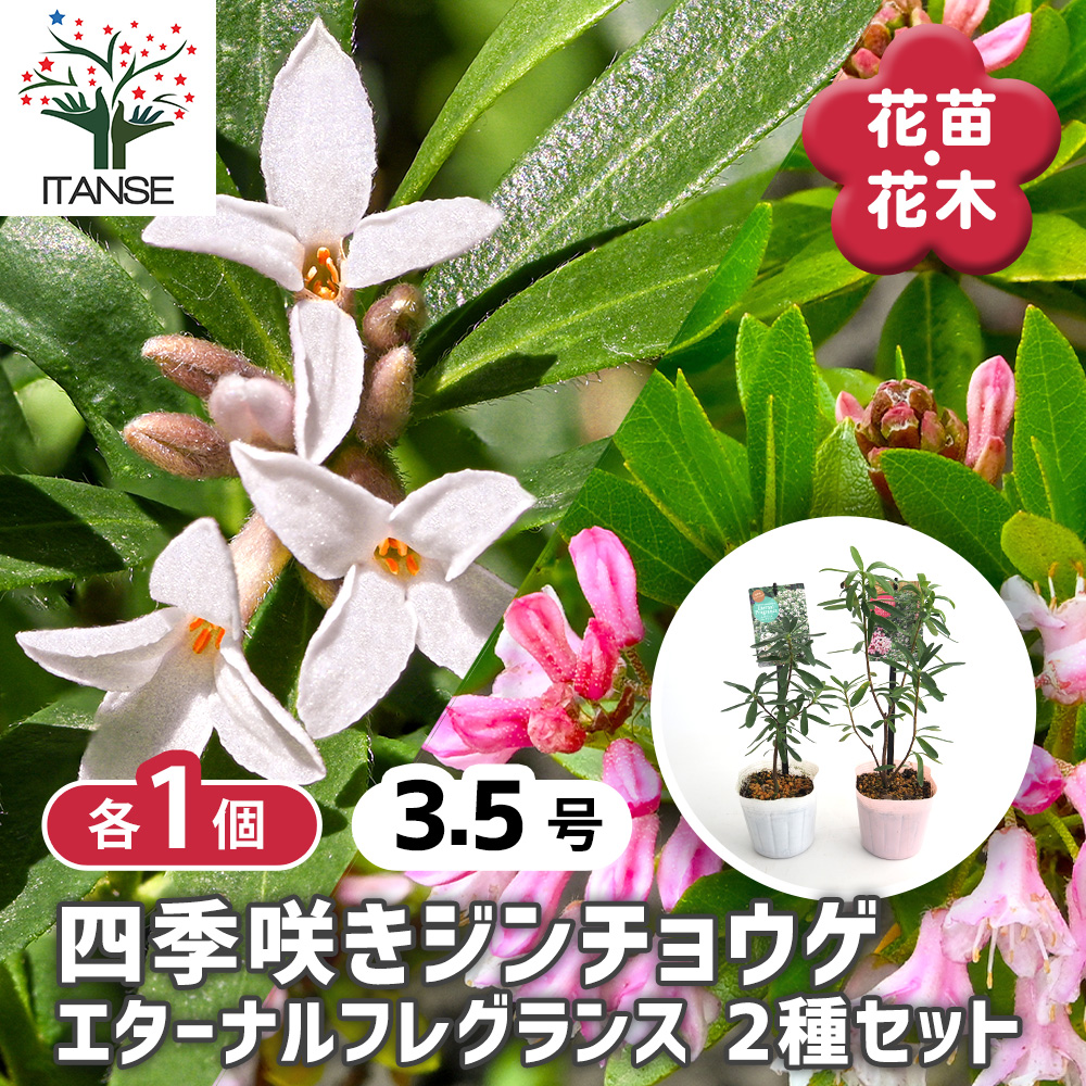 キキ様　確認画面　沈丁花　2芽つき　１苗　膨らんだ蕾付き 寒さに負けず膨らむ沈丁花の蕾！春の訪れを感じる美しい風景