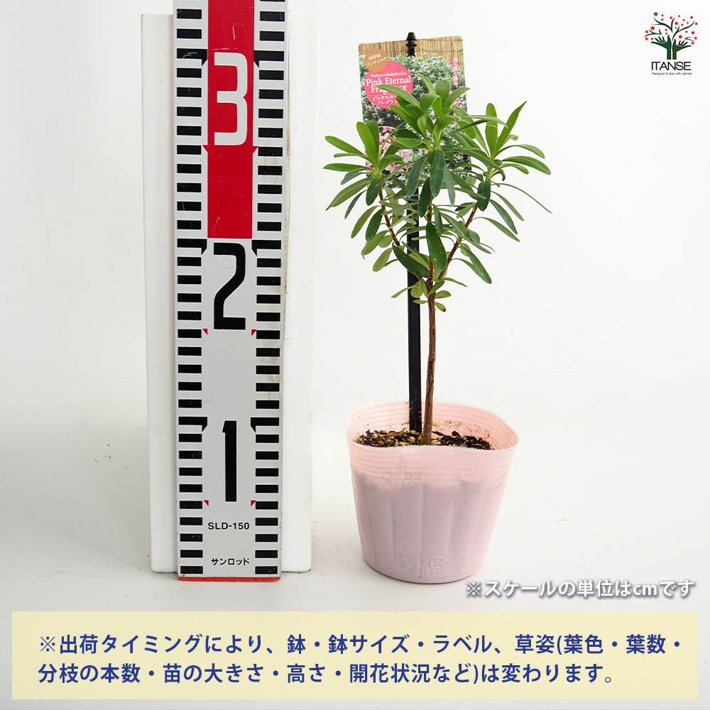 四季咲きジンチョウゲ エターナル2種3. 花木苗 3.5号/1個売り 沈丁花