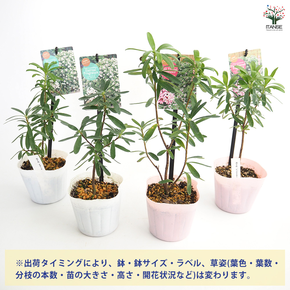 キキ様　確認画面　沈丁花　2芽つき　１苗　膨らんだ蕾付き こんばんは☺️ ・ ・ #ジンチョウゲ #沈丁花 ・ ・ 間も無く開花