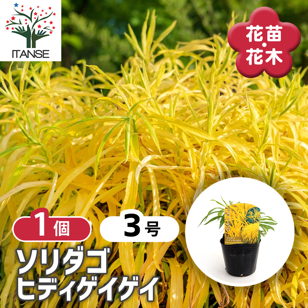 ソリダゴ ヒディゲイゲイ 花苗 3号/1個売り キク科 耐寒性 宿根草
