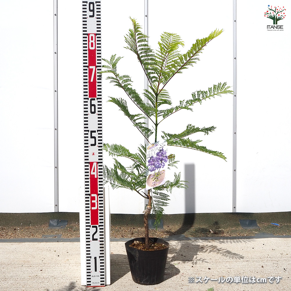 ジャカランダ(ジャカランタ) タワーブルー 花木苗 5号/1個売り 観葉