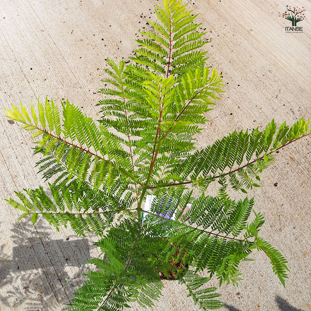 ジャカランダ(ジャカランタ) タワーブルー 花木苗 5号/1個売り 観葉