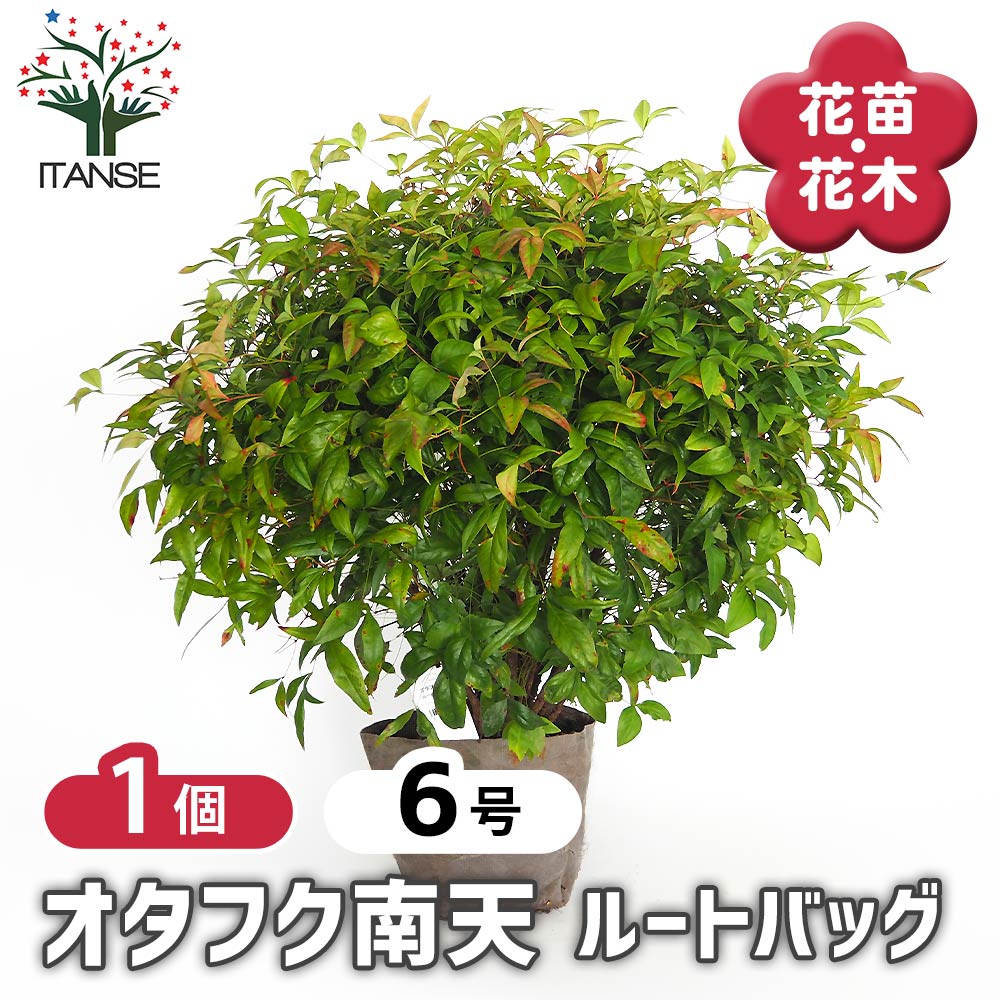 オタフク南天 ルートバッグ 庭木 6号/1個売り 花木 花木の苗 花苗