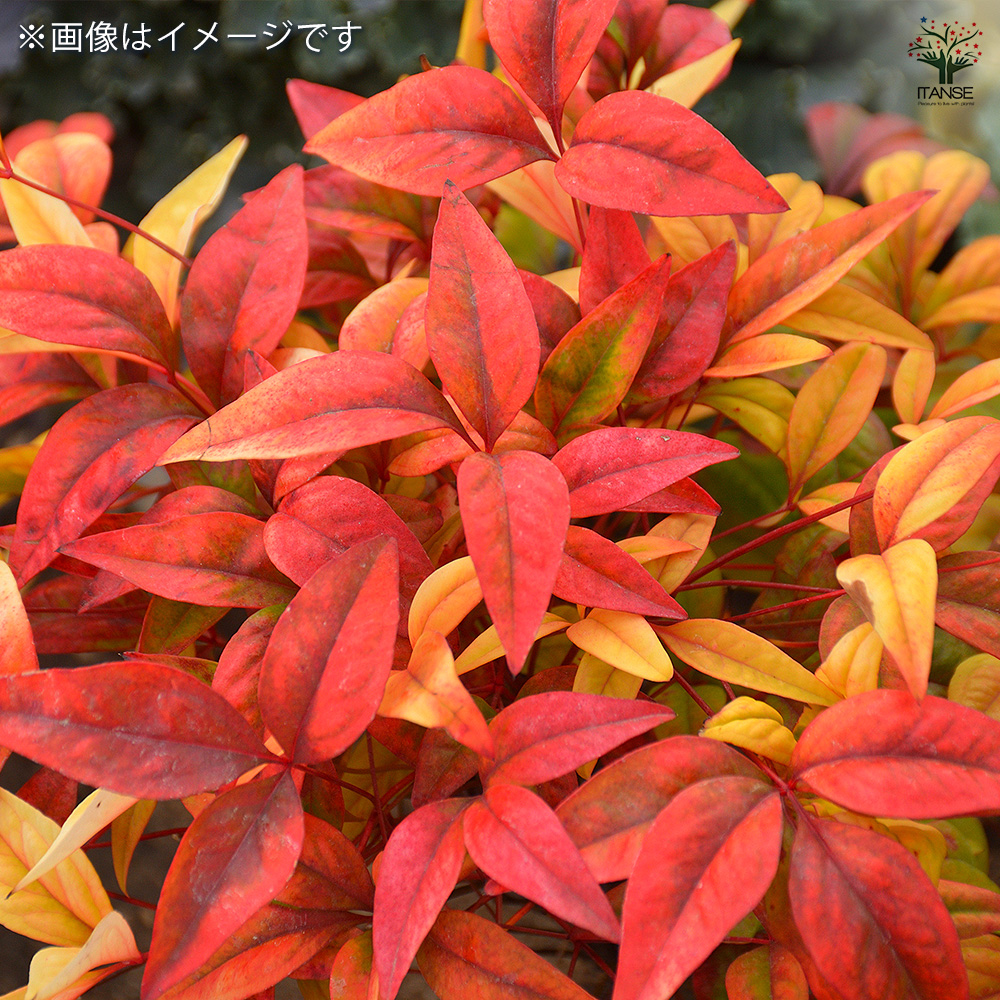 オタフク南天 ルートバッグ 庭木 6号/1個売り 花木 花木の苗 花苗