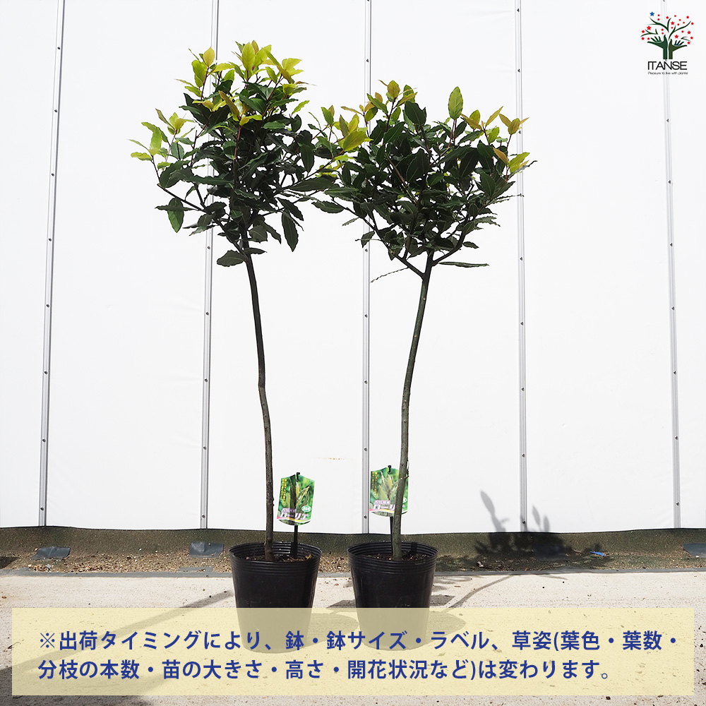 香り月桂樹 花木苗 6号/1個売り ローリエ ローレル 植木 ハーブの苗木