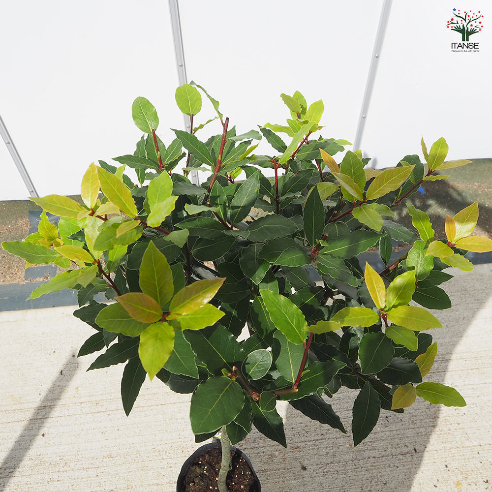 香り月桂樹（ローレル） 香り月桂樹 花木苗 6号/1個売り ローリエ ローレル 植木 ハーブの苗木
