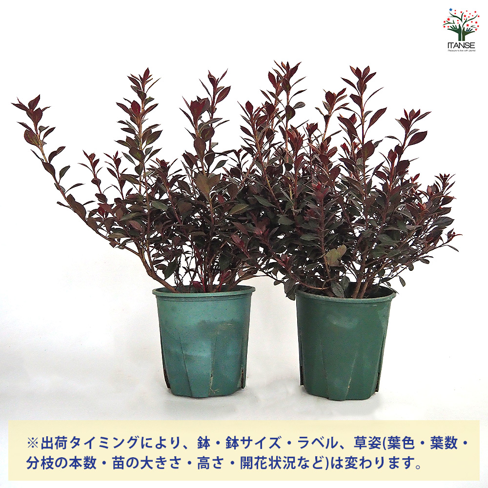 ツツジ 銅葉ツツジ カッパーエバー 庭木 6号/1個売り 耐寒性半常緑低木