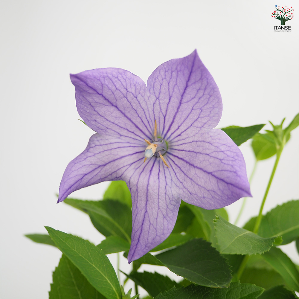 桔梗の苗 美里紫(ミサトムラサキ) 花苗 4号/1個売り キキョウ