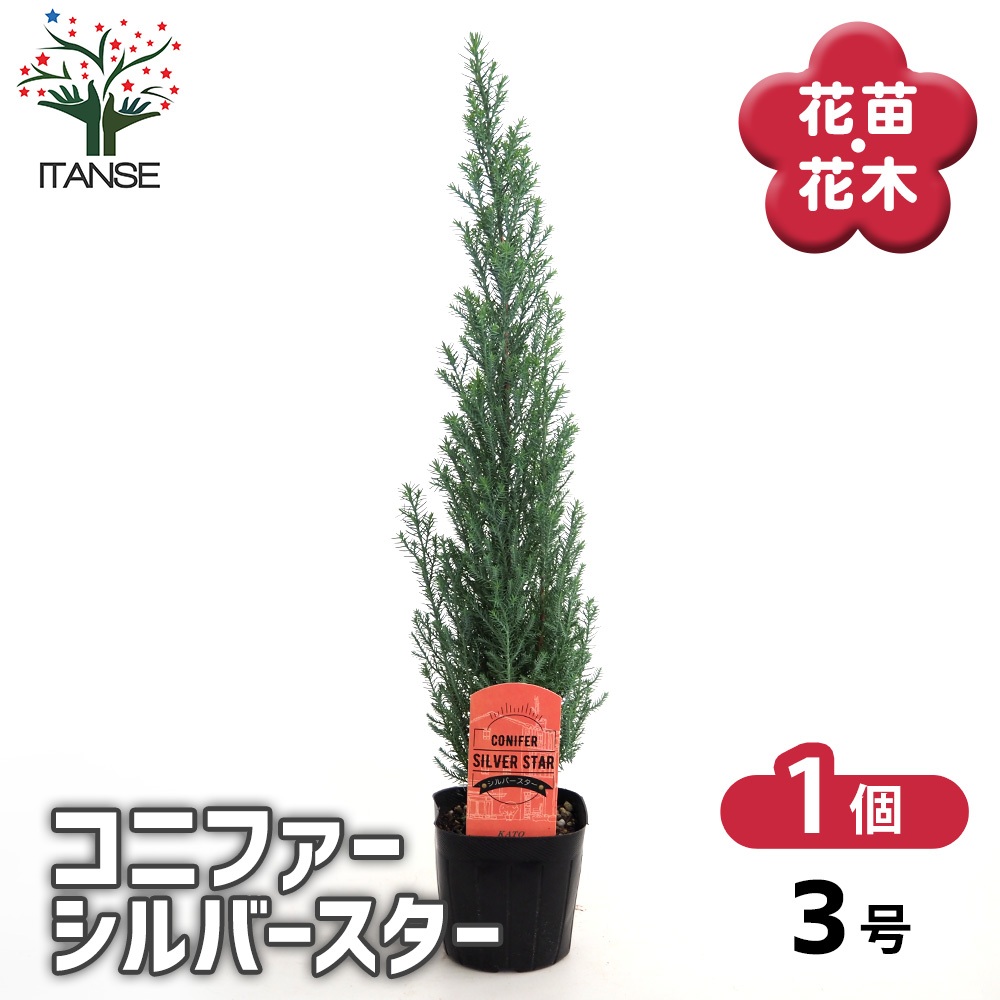 コニファー シルバースター 庭木 3号/1個売り 常緑 針葉樹 クリスマス