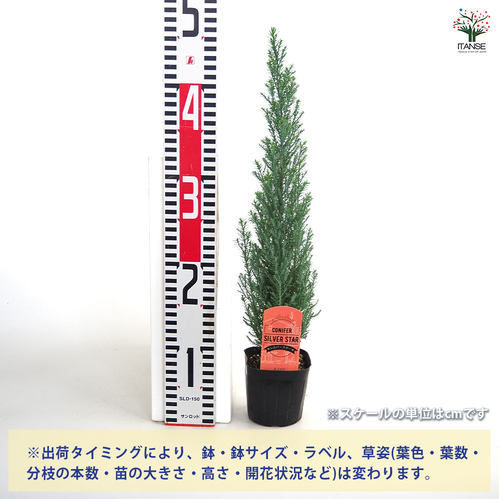 コニファー シルバースター 庭木 3号/お買い得4個セット 常緑 針葉樹