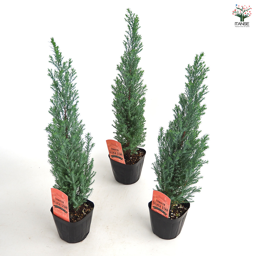 コニファー シルバースター 庭木 3号/お買い得4個セット 常緑 針葉樹