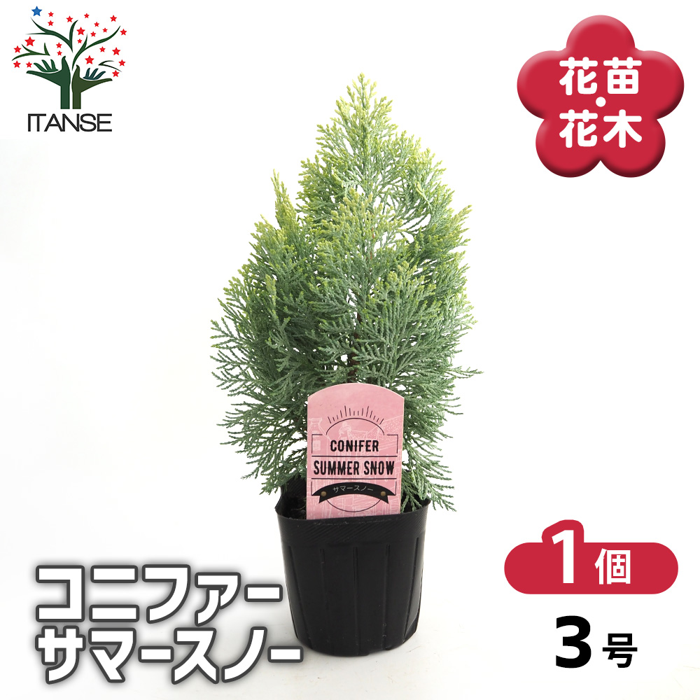 コニファー サマースノー 庭木 3号/1個売り 常緑 針葉樹 クリスマス