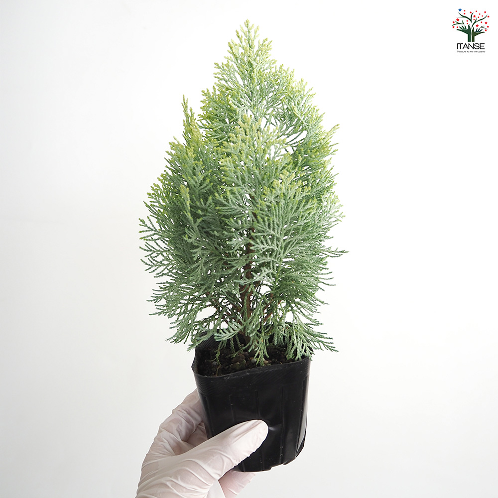 コニファー サマースノー 庭木 3号/1個売り 常緑 針葉樹 クリスマス