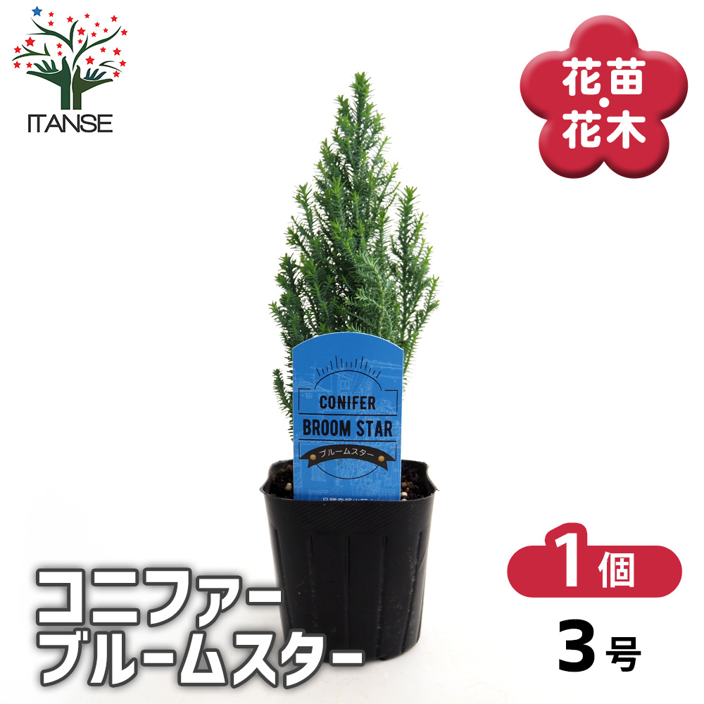 コニファー ブルームスター 庭木 3号/1個売り 常緑 針葉樹 クリスマス