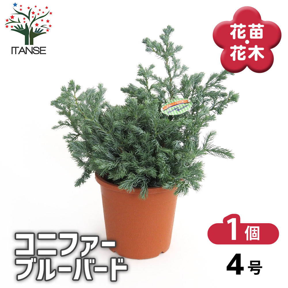 もみの木　クリスマスツリー　コニファー・針葉樹 もみの木 クリスマスツリー コニファー・針葉樹 コニファーの種類と