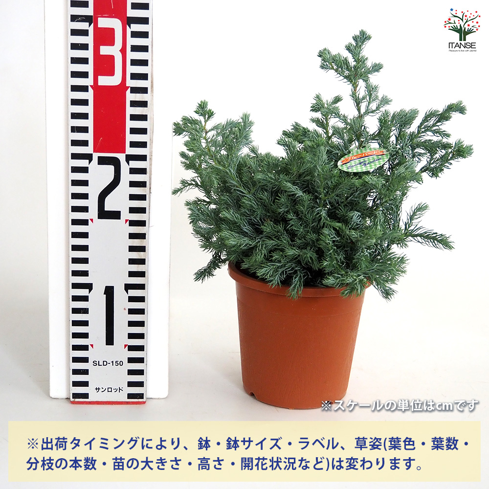 コニファー ブルーバード 庭木 4号/1個売り 常緑 針葉樹 クリスマス