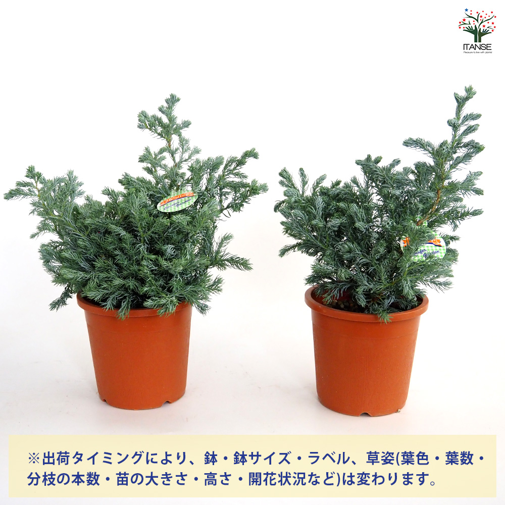 ブルーツリー 梅田のクリスマスツリーたち🎄 なんと言ってもTiffany tree💎🕊️🩵 29