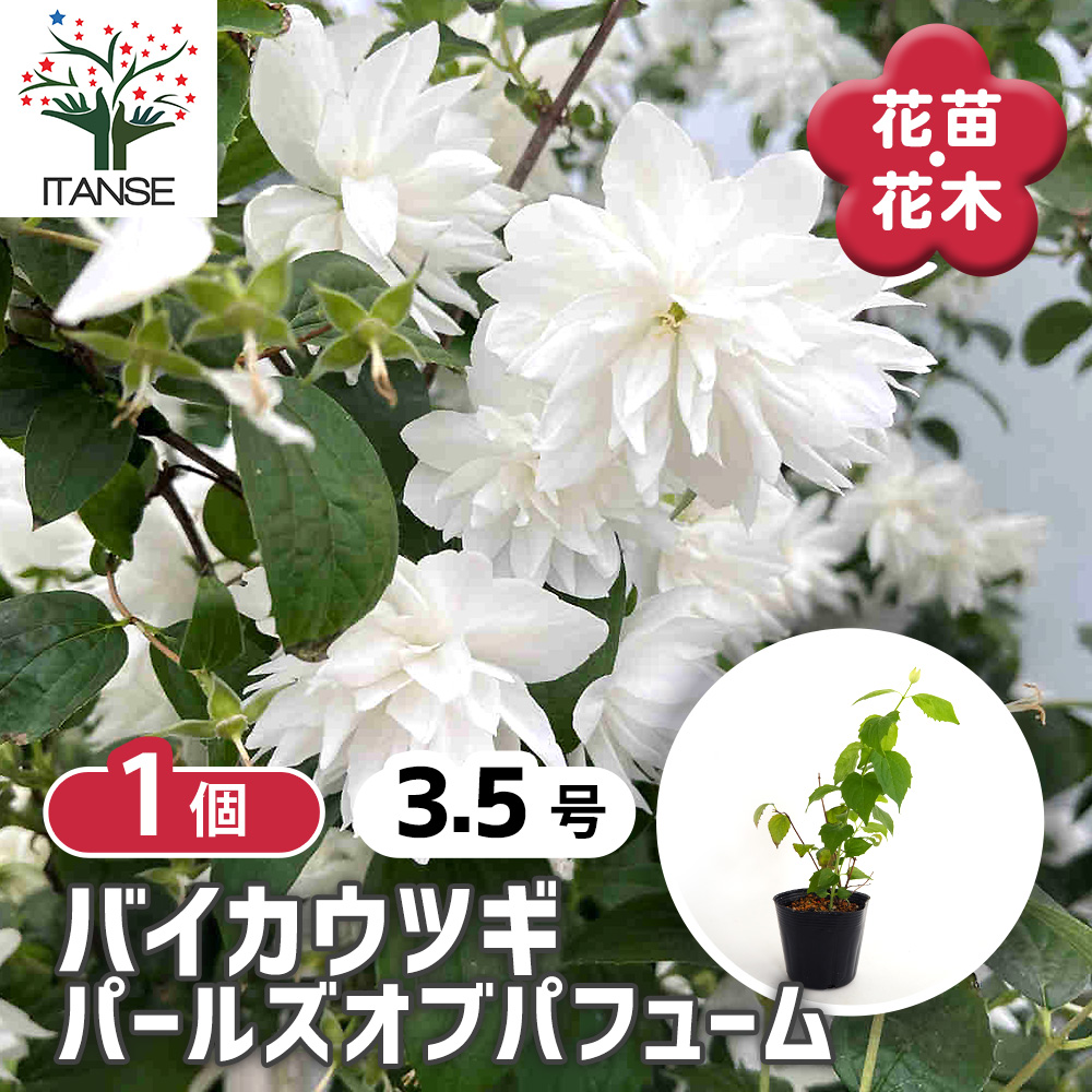 梅花空木(バイカウツギ) パールズオブパフューム 花木苗 3.5号/1個売り