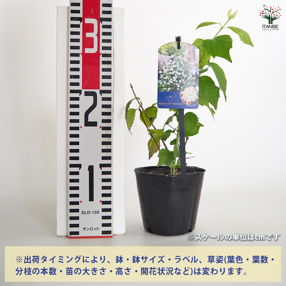 梅花空木(バイカウツギ) パールズオブパフューム 花木苗 3.5号/1個売り