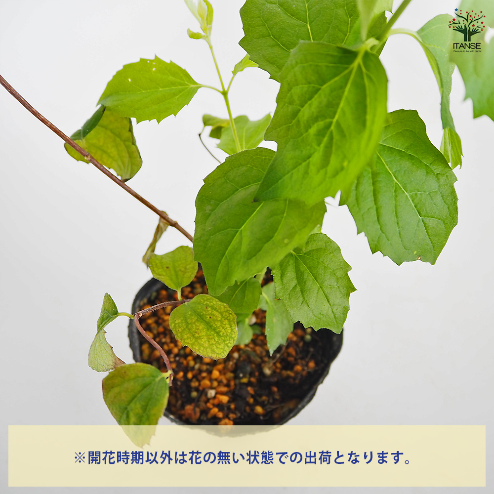 梅花空木(バイカウツギ) パールズオブパフューム 花木苗 3.5号/1個売り