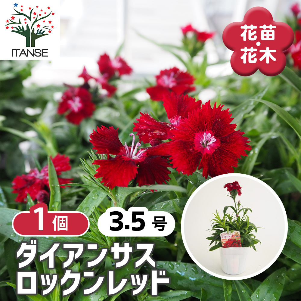 ダイアンサス ロックンレッド 花苗 3.5号/1個売り 花の苗 花 苗