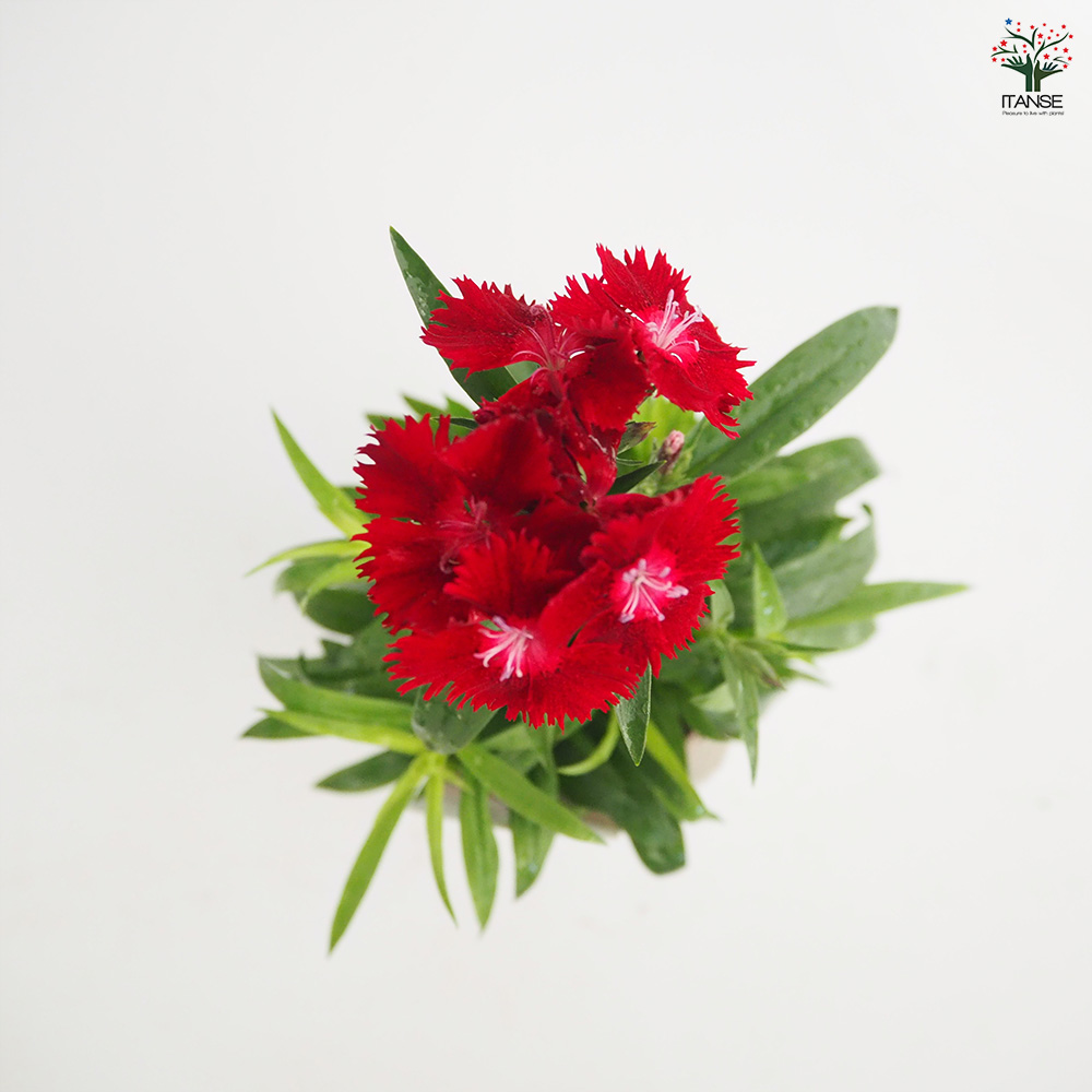 ダイアンサス ロックンレッド 花苗 3.5号/1個売り 花の苗 花 苗