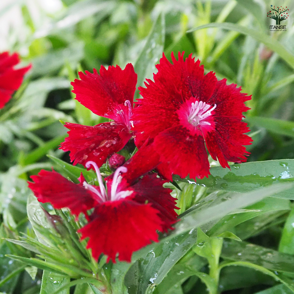 ダイアンサス ロックンレッド 花苗 3.5号/1個売り 花の苗 花 苗